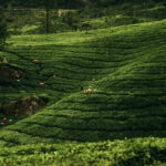 Kerala Honeymoon Tour Package