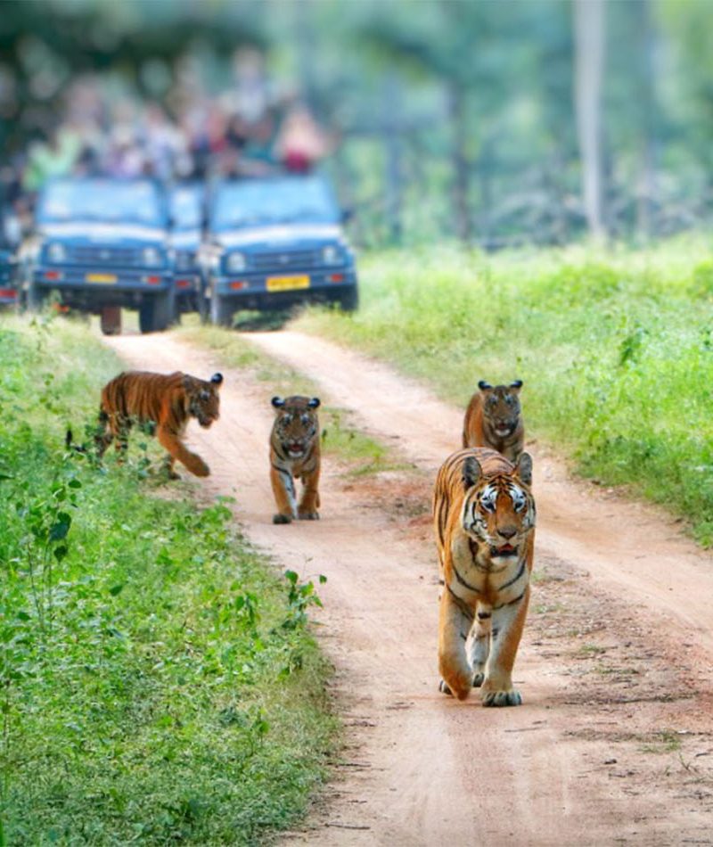 Rajasthan Wildlife Tour Package