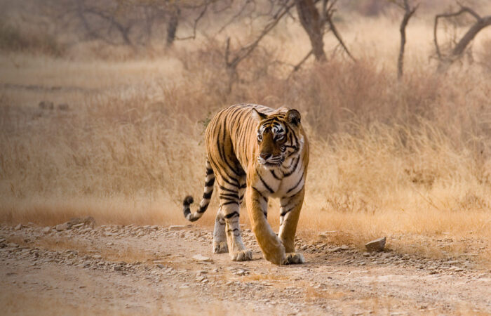 Photo of tiger by Colorful Destinations India
