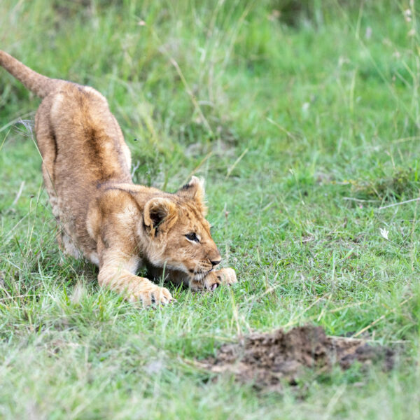 India Wildlife Tour Package