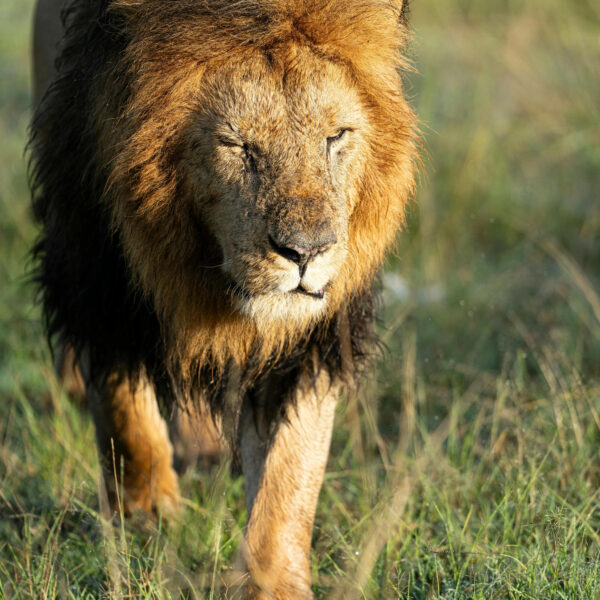 India Wildlife Tour Package