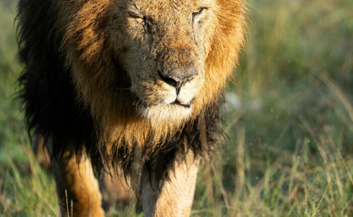 India Wildlife Tour Package