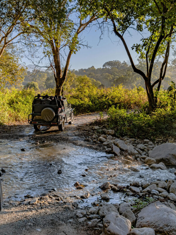 India Wildlife Tour Package