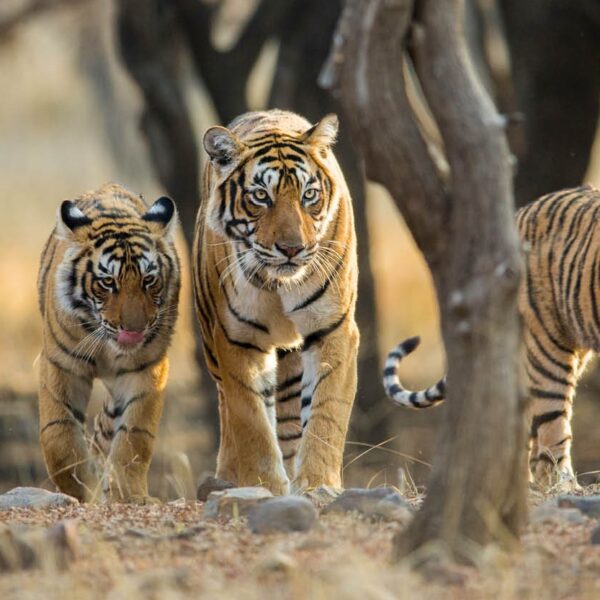 Tiger photo by colorful destinations india