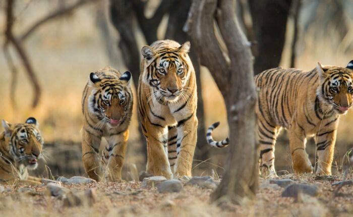 Tiger photo by colorful destinations india