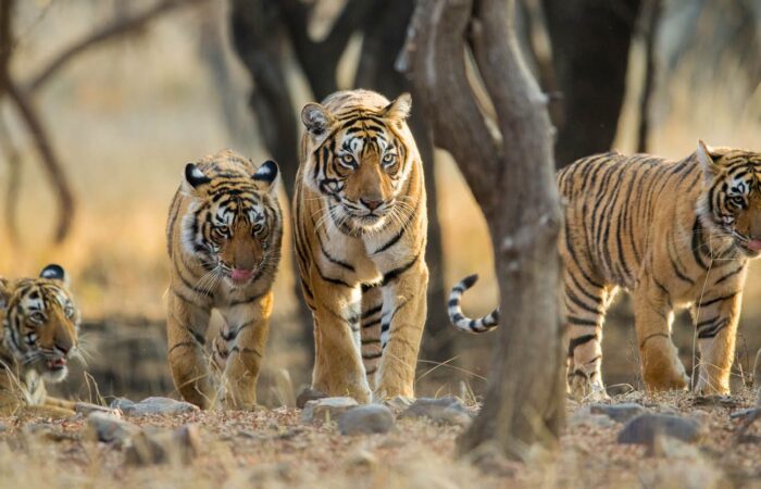 Tiger photo by colorful destinations india