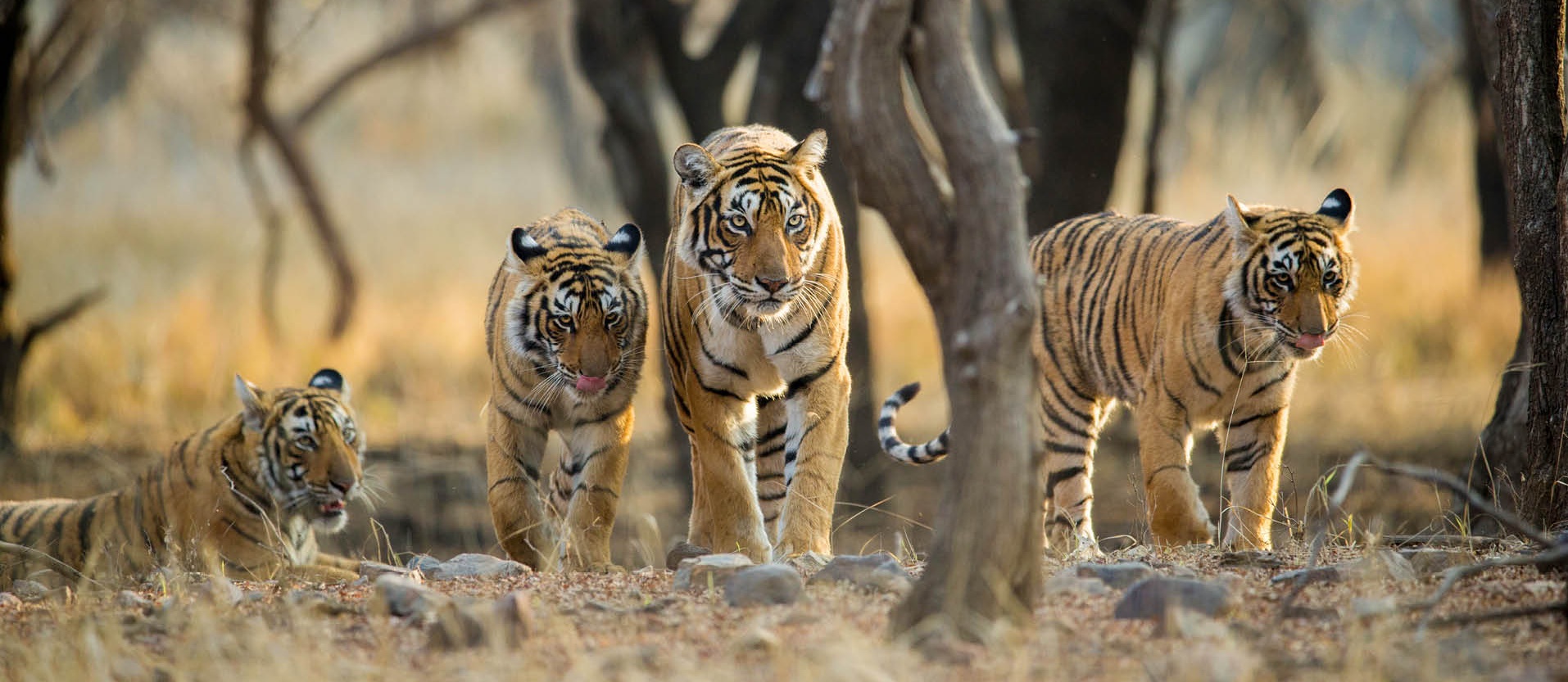 Tiger photo by colorful destinations india
