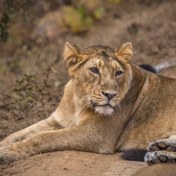 Sasan Gir Weekend Getaway From Ahmedabad