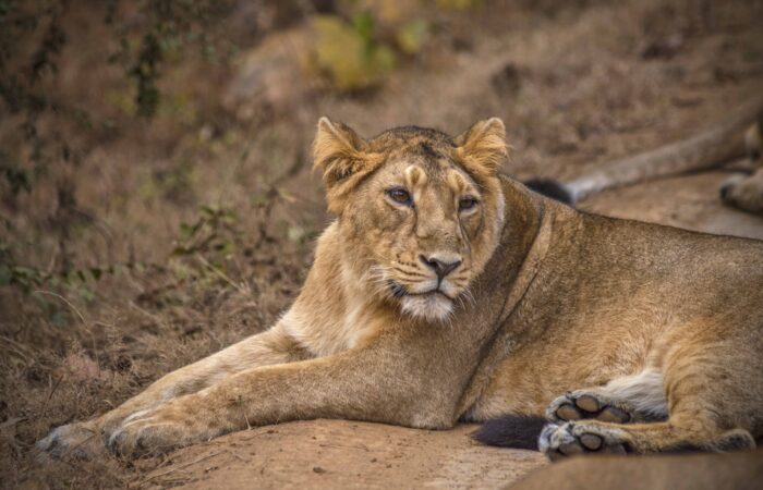 Sasan Gir Weekend Getaway From Ahmedabad