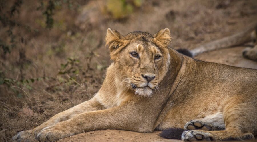 Sasan Gir Weekend Getaway From Ahmedabad