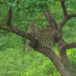 Best Gujarat Tour Package, Jaisalmer Adventuring Tour Package - 5 Nights / 6 Days Trip