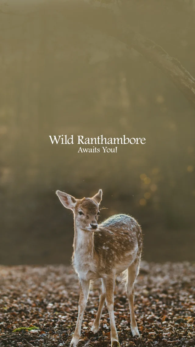 Feel the Roar of the Wild!
Discover the untamed beauty of Ranthambore National Park – where majestic tigers roam, ancient forts stand tall, and every trail tells a story. 🌿🚙

Ready for the adventure of a lifetime?

📩 DM to craft your wild escape!
📞 Call Us: +91 77377 71605
📧 Email: resv@colorfuldestinationsindia.com

🌍 Colorful Destinations India – Your journey, our story.

#Ranthambore #WildlifeSafari #TigerSpotting #JungleEscape #ColorfulDestinations #IncredibleIndia #NatureLovers #RanthamboreNationalPark #AdventureAwaits #wildlifelovers #rajasthan_tourism #animals_captures #forests #nature_lovers #nature #ranthambore_tours #tigers